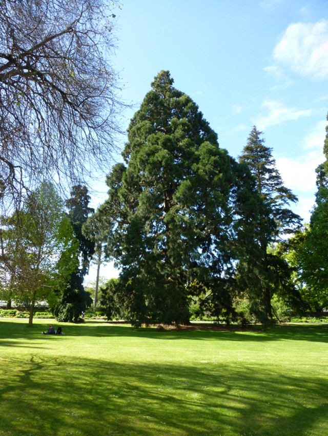 Botanischer Garten Christchurch, Baumgruppe