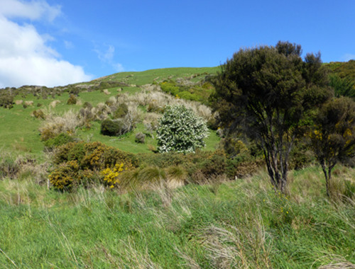 Frühling, November 2014, bei Omarama NZ
