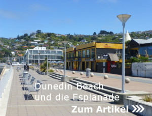 Dunedin Beach an der Esplanade