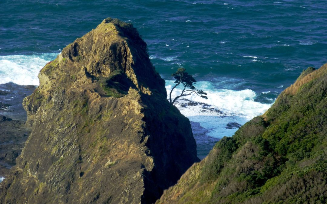 Weit weg reisen, Neuseeland, Ancient survivor, Cape Reinga 2