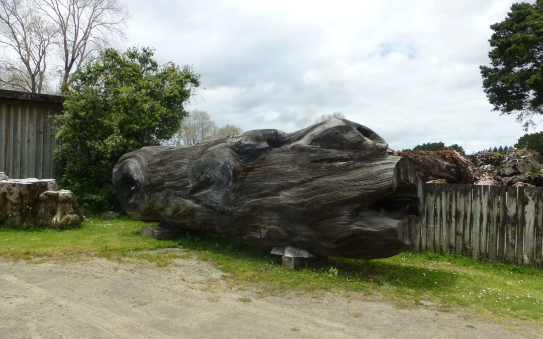 Neuseelands Kauri – Ein Naturschatz