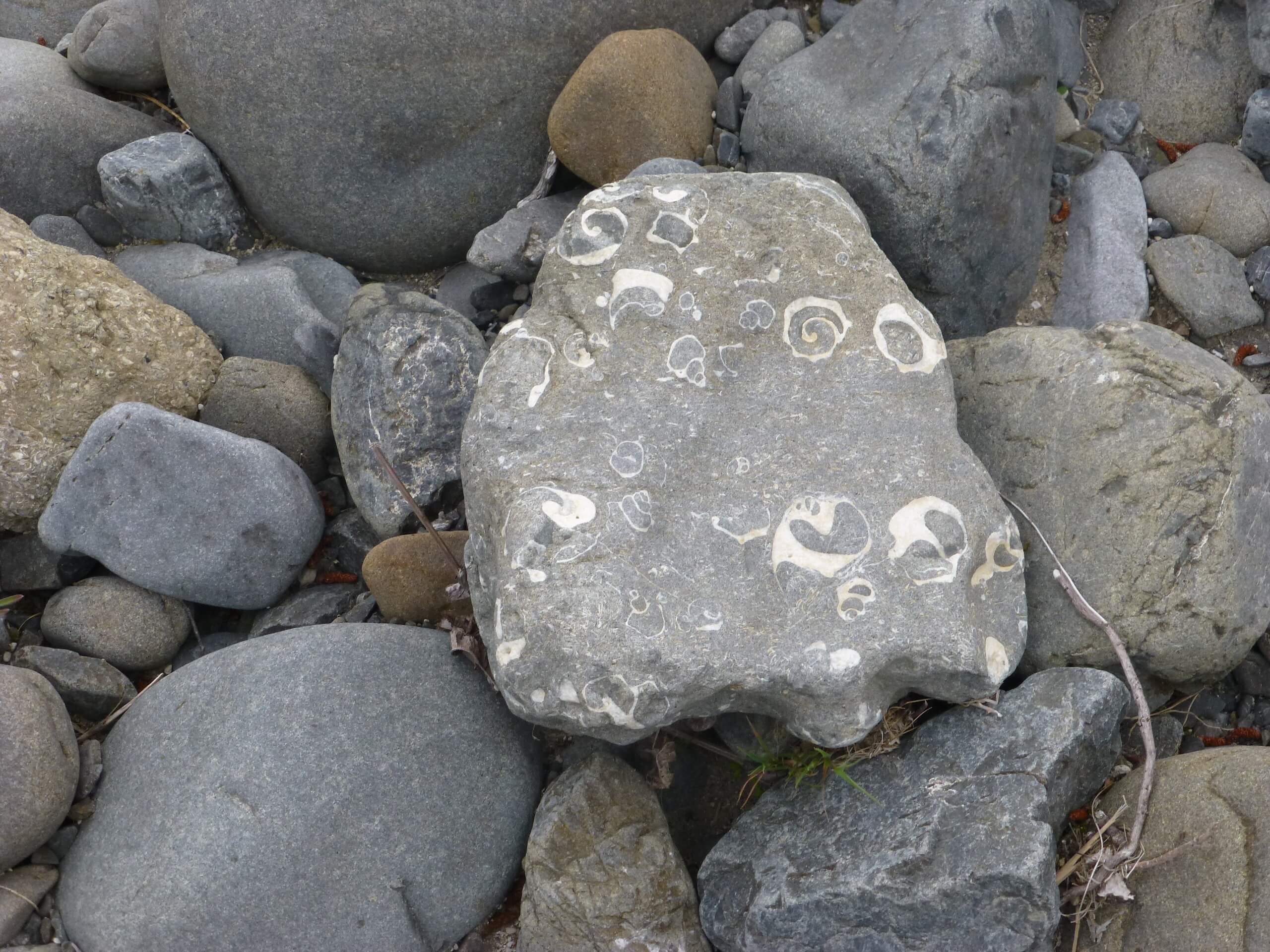 Weit weg Reisen, Fossilien am Mōhaka River, vor der Mountain Valley Adventures Lodge 2