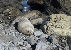 Seebären am Cape Palliser, Weit-weg.reisen