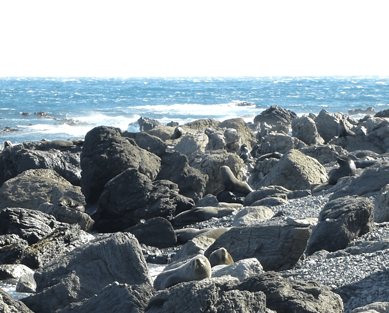 Seebärenkolonie am Cape Palliser, Weit-weg.reisen